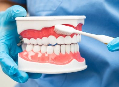 A tooth model being brushed